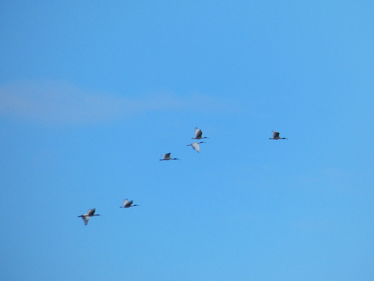 Australian Ibis - Ian Melbourne