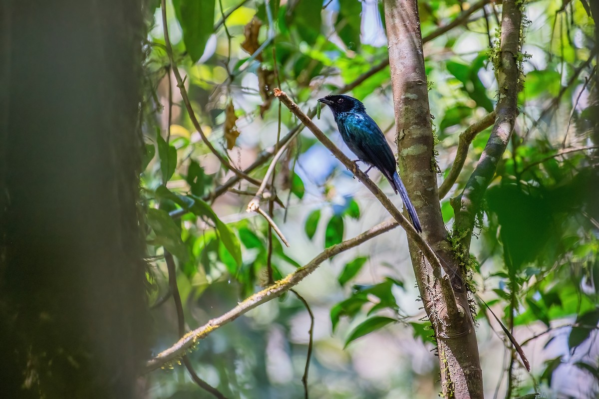 Lesser Racket-tailed Drongo - ML324375741