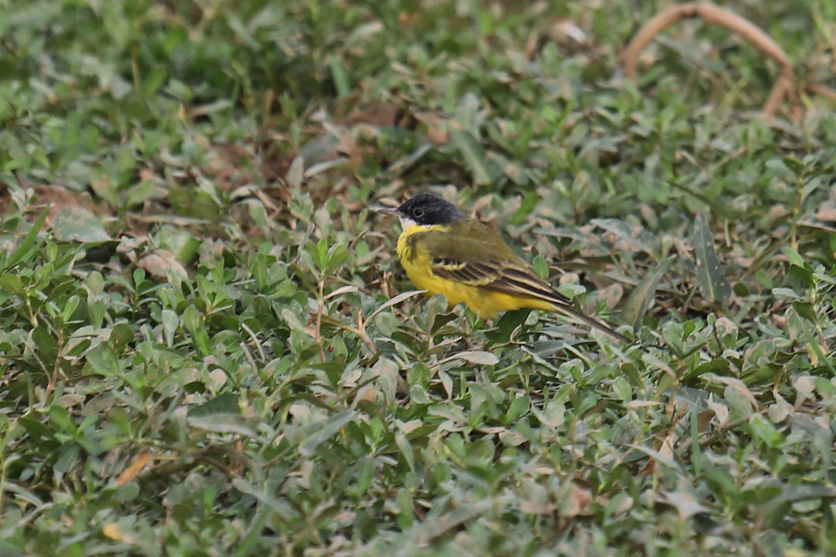 Western Yellow Wagtail (feldegg) - ML324375871