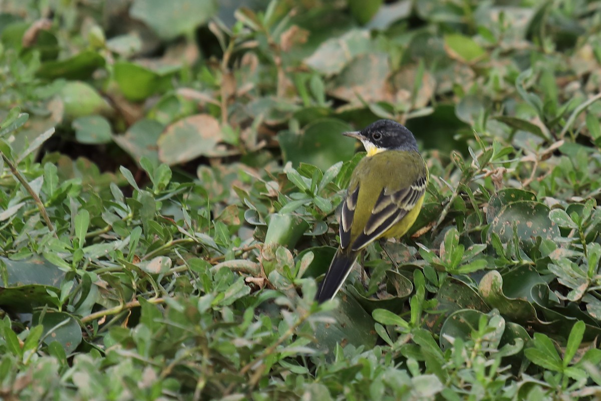 Western Yellow Wagtail (feldegg) - ML324375881