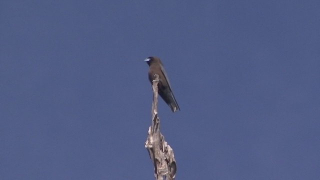 Little Woodswallow - ML324376361