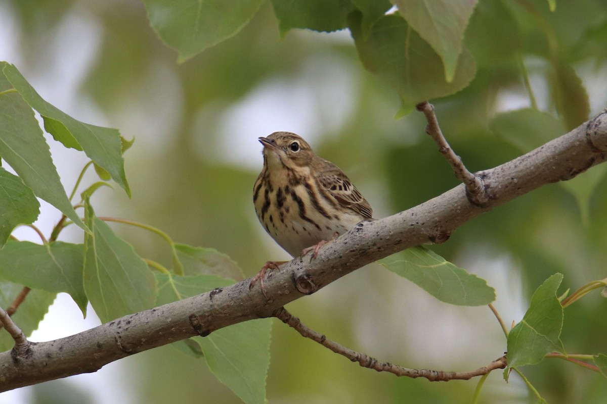 Tree Pipit - ML324376421