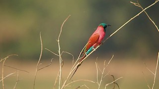  - Northern Carmine Bee-eater