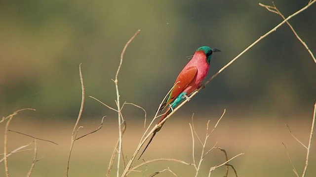 Northern Carmine Bee-eater - ML324377681