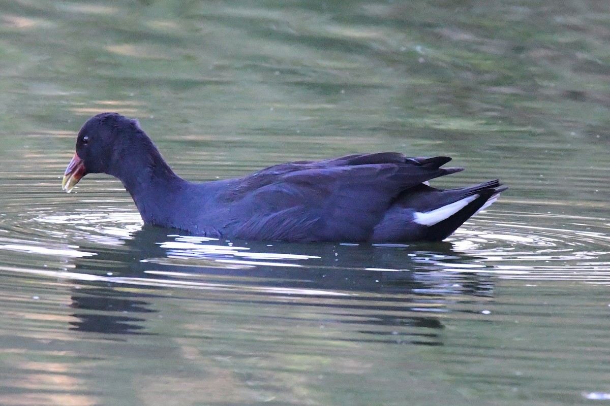 Dusky Moorhen - Alfons  Lawen