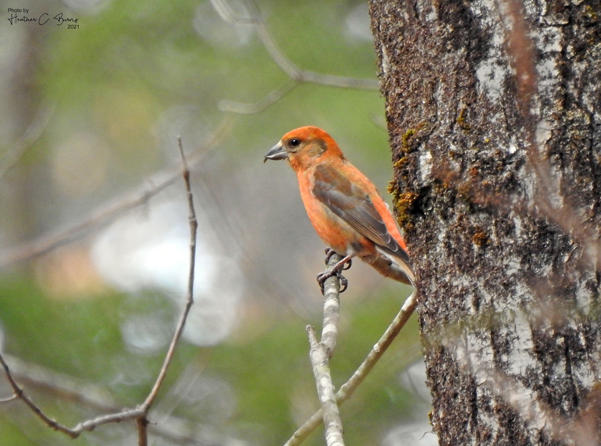 Red Crossbill - ML324379181