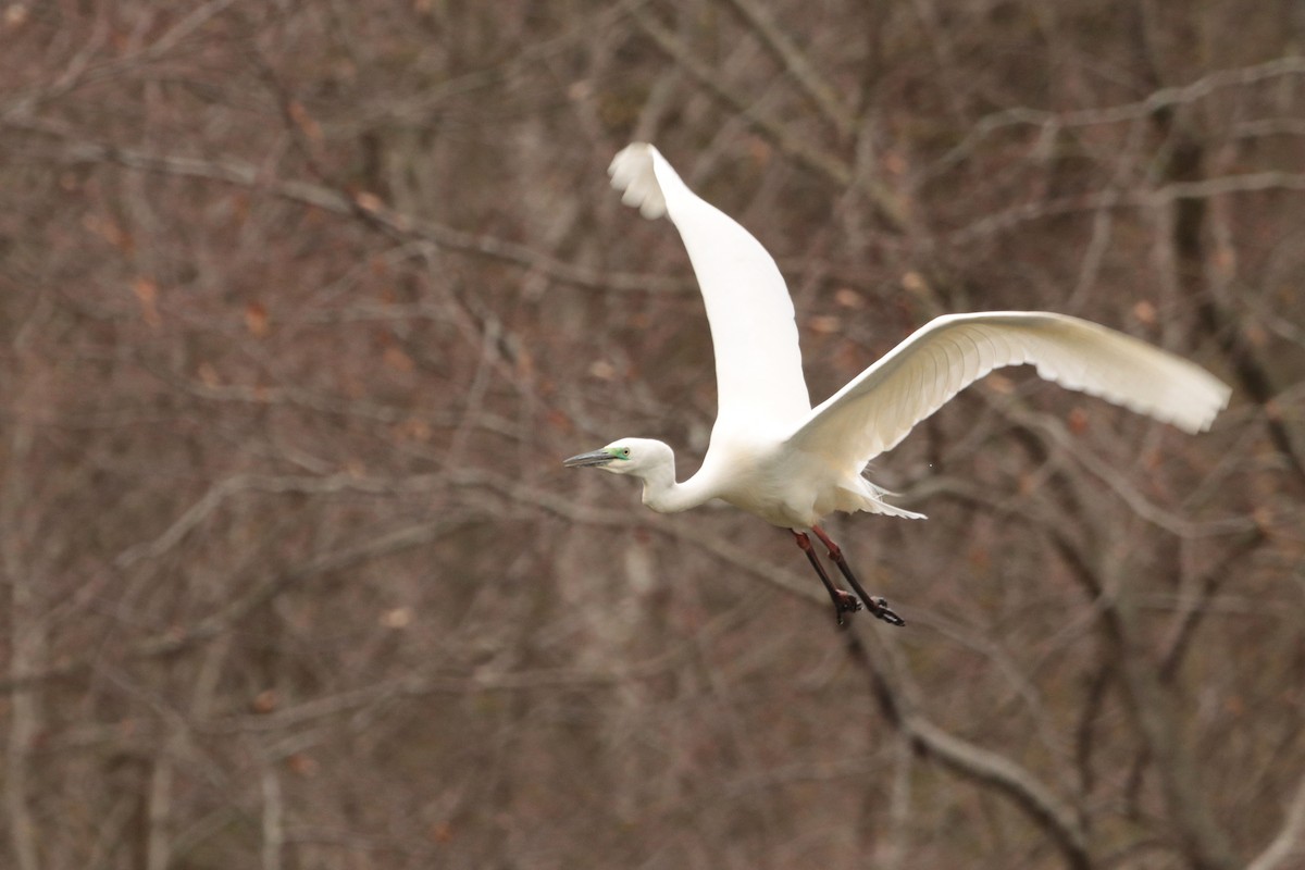 Great Egret - Letty Roedolf Groenenboom