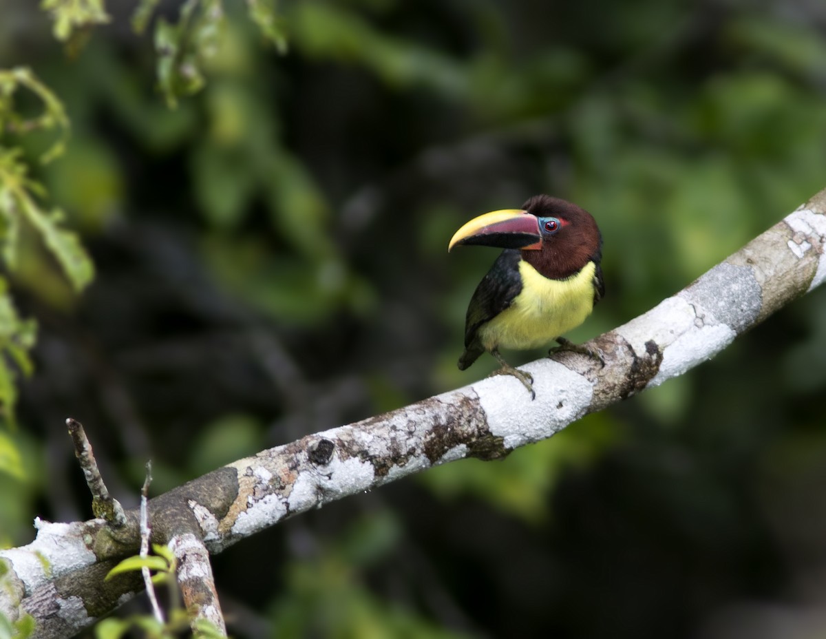 Green Aracari - Caio Brito