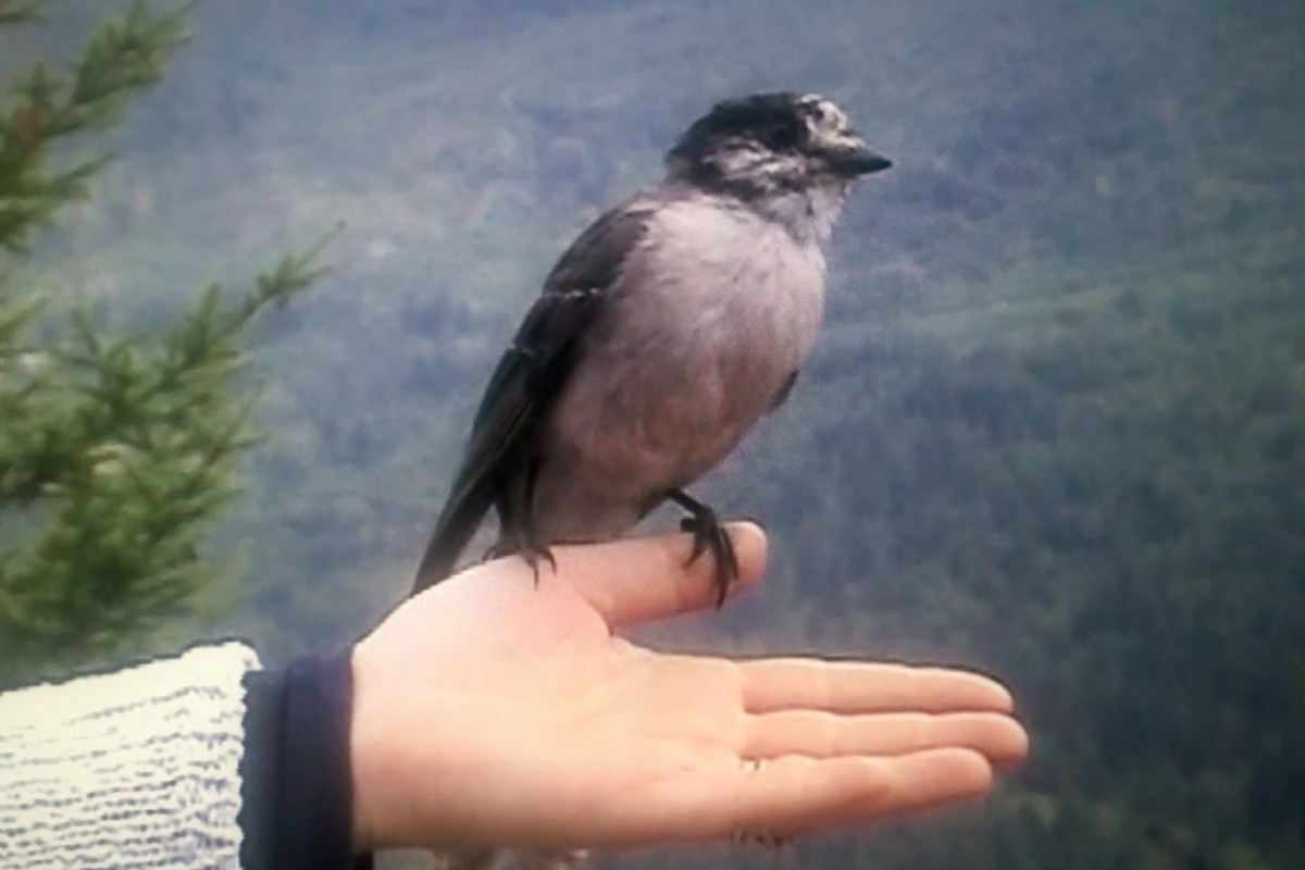 Canada Jay - ML324381471