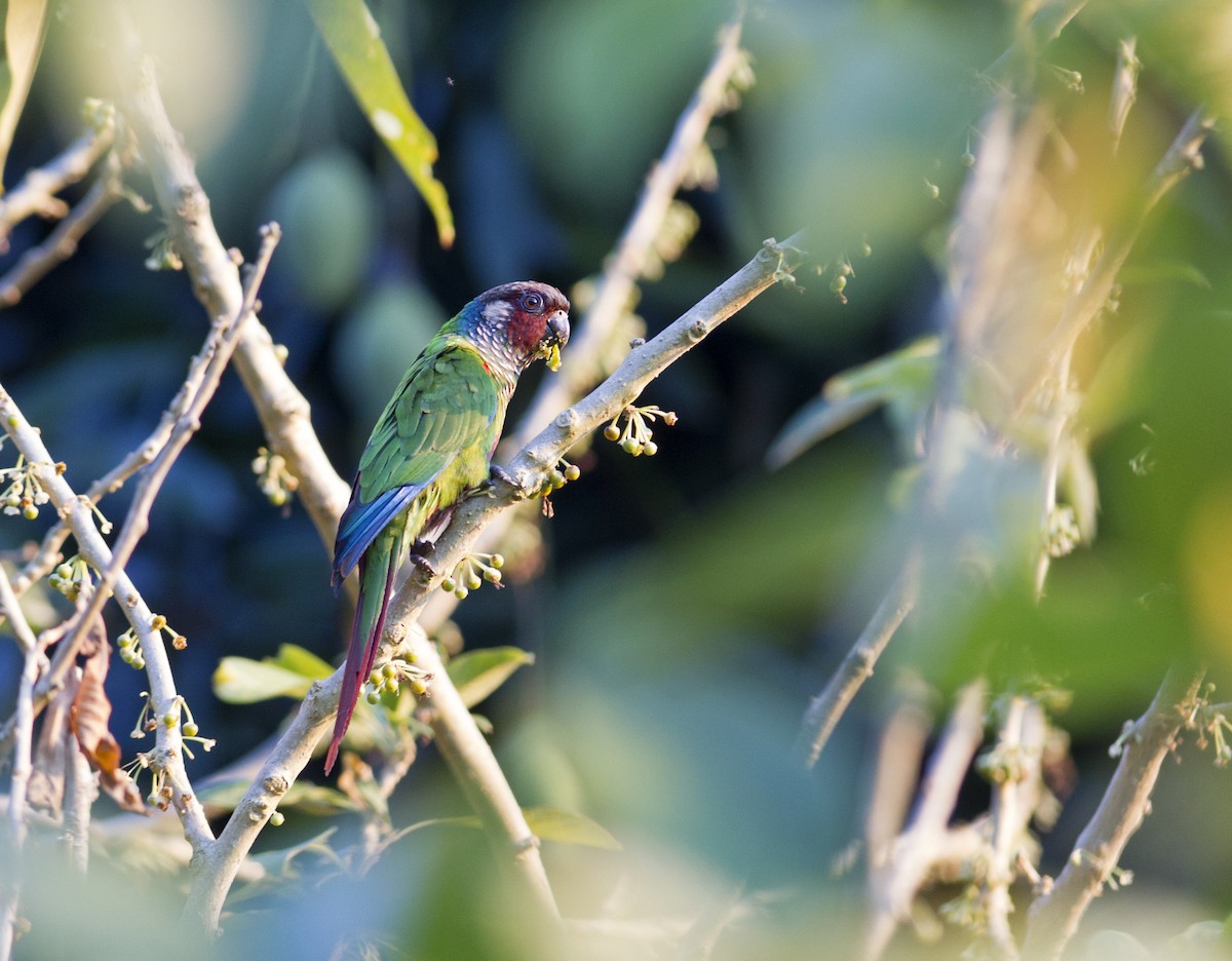 Maroon-faced Parakeet - ML324382901