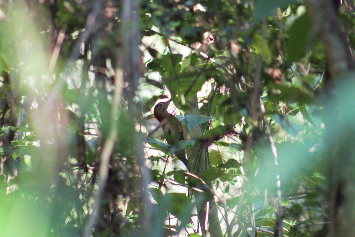 Red-collared Woodpecker - Souvit Chuekongya