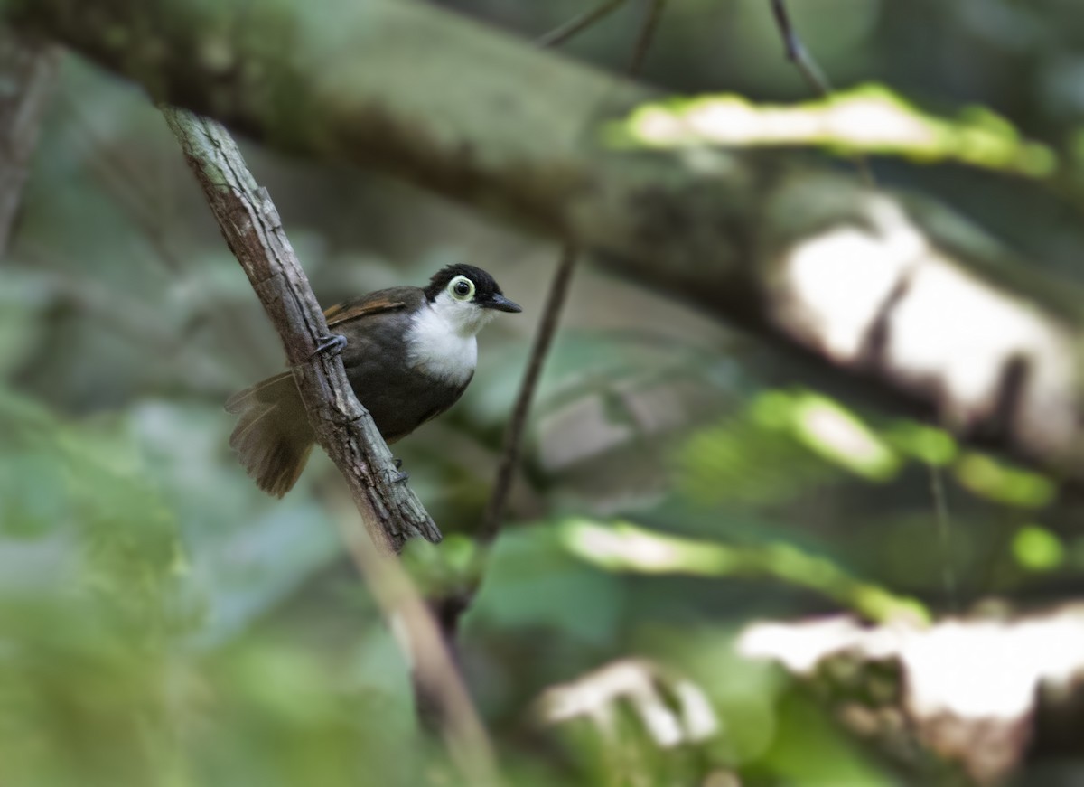 Weißbrust-Ameisenvogel - ML324384201