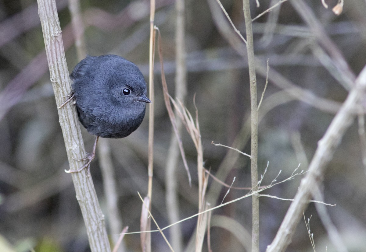 Mouse-colored Tapaculo - Caio Brito