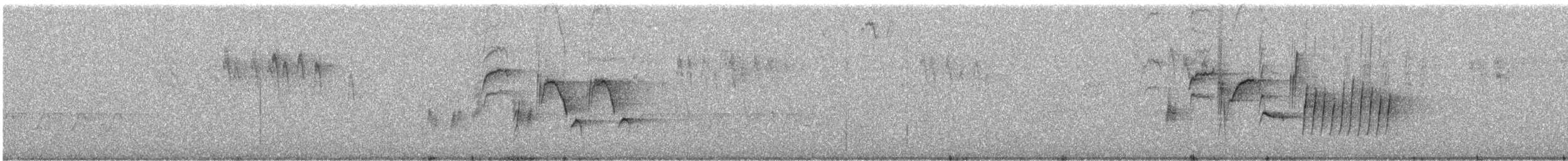 Troglodyte de Bewick - ML32438591
