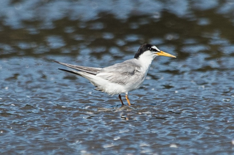 Little Tern - ML324385911