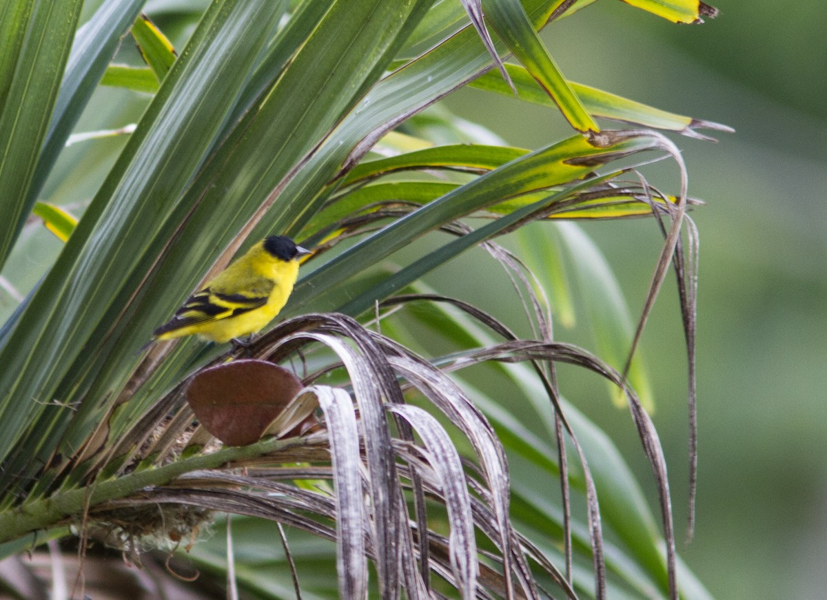 Yellow-faced Siskin - ML324386641