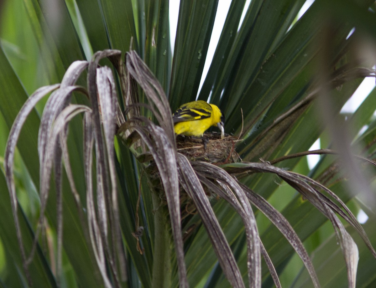 Yellow-faced Siskin - ML324386661