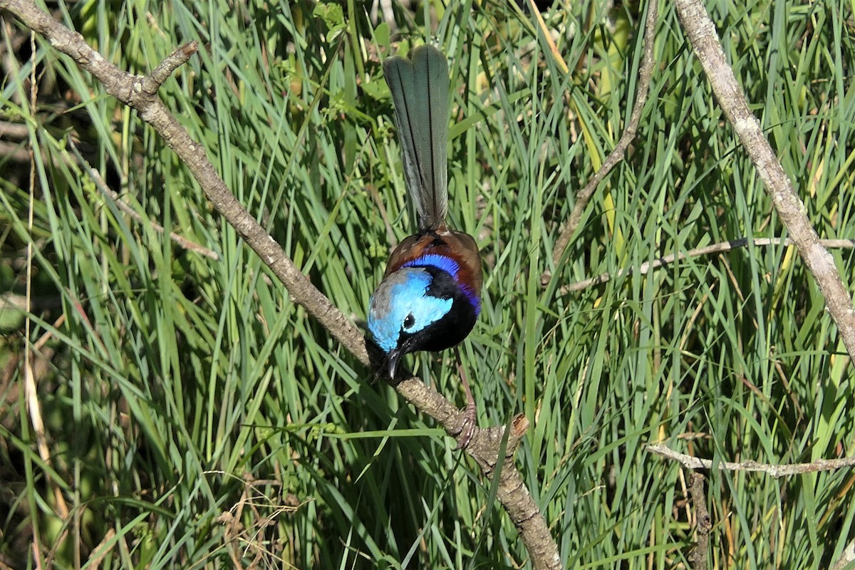 Variegated Fairywren - ML324387331