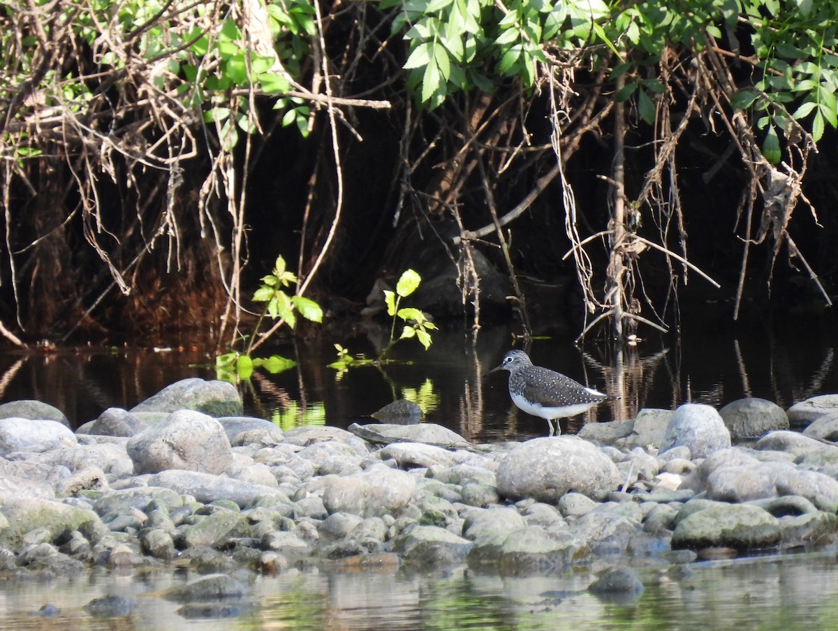 strandsnipe - ML324388291