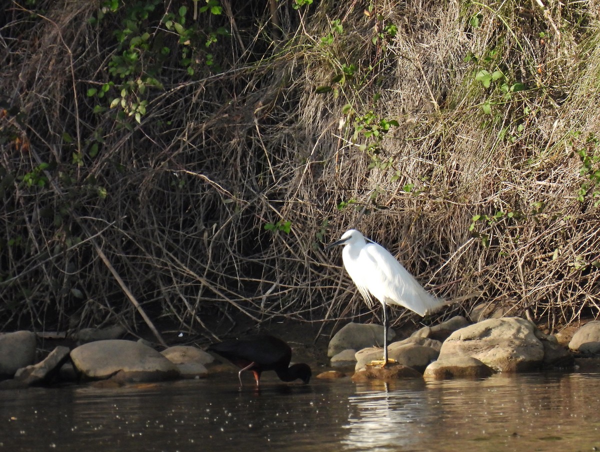 silkehegre - ML324388501