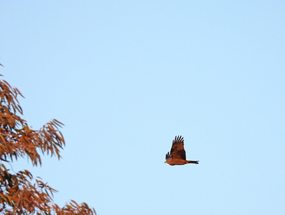 rødglente - ML324388531