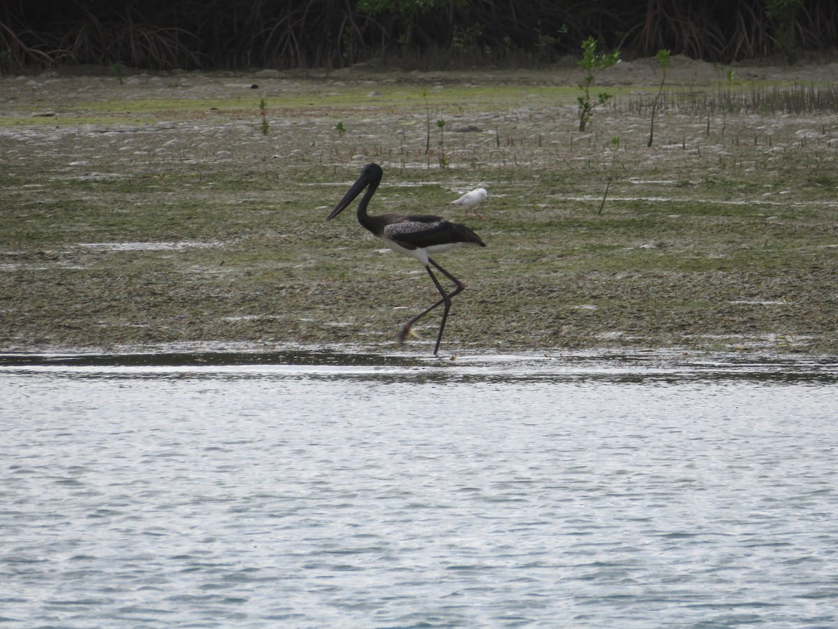 Black-necked Stork - ML324388541