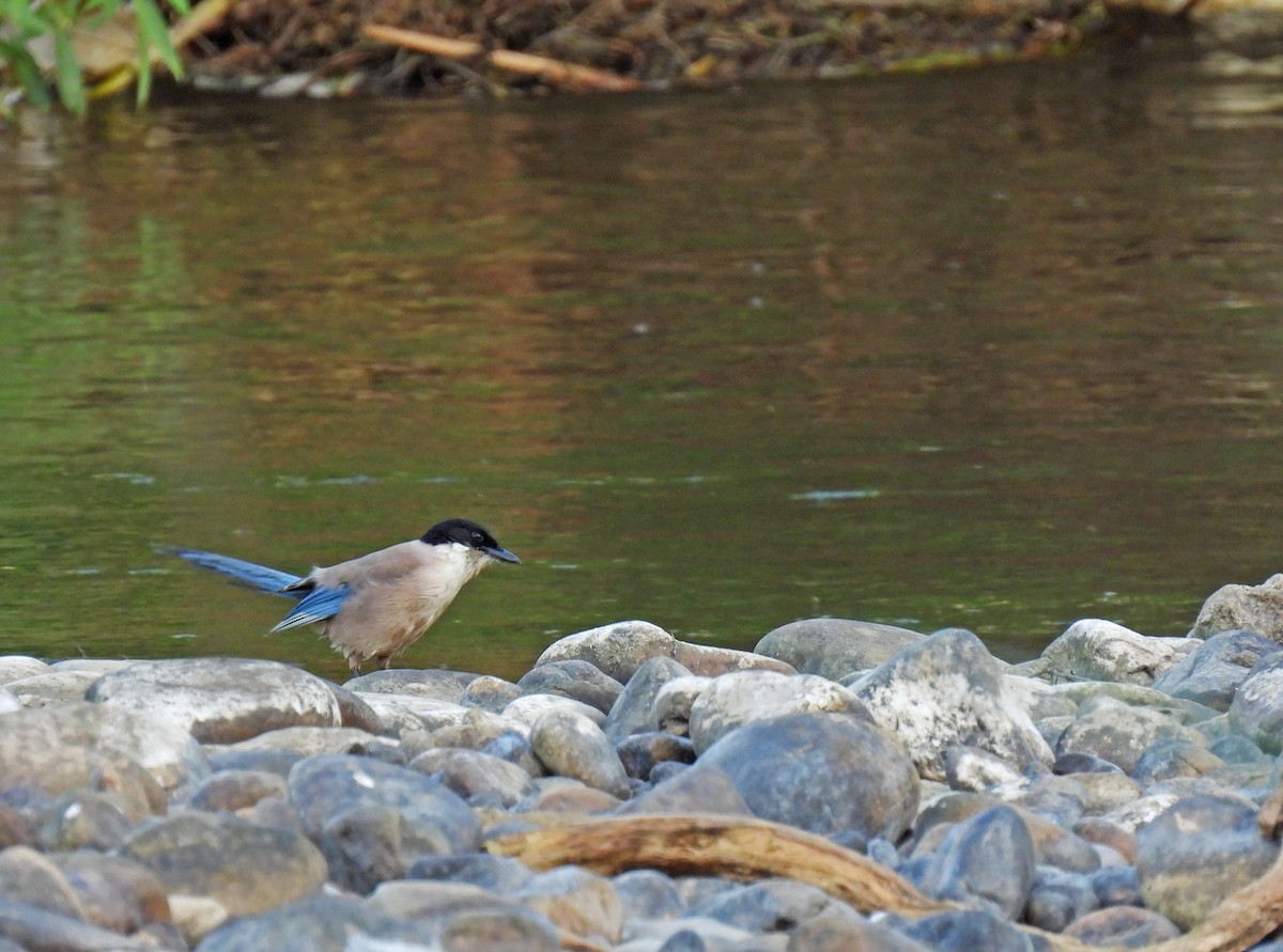 blåskjære - ML324388571