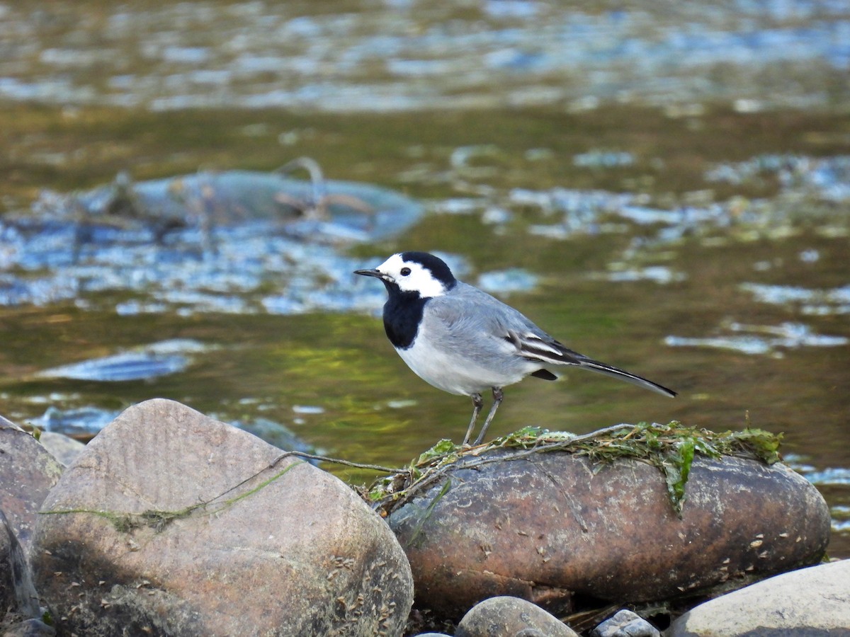 linerle - ML324388641