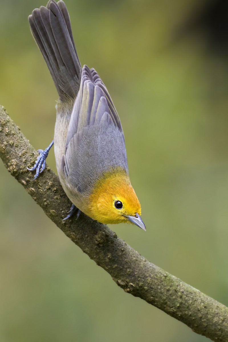 Orange-headed Tanager - ML324389781