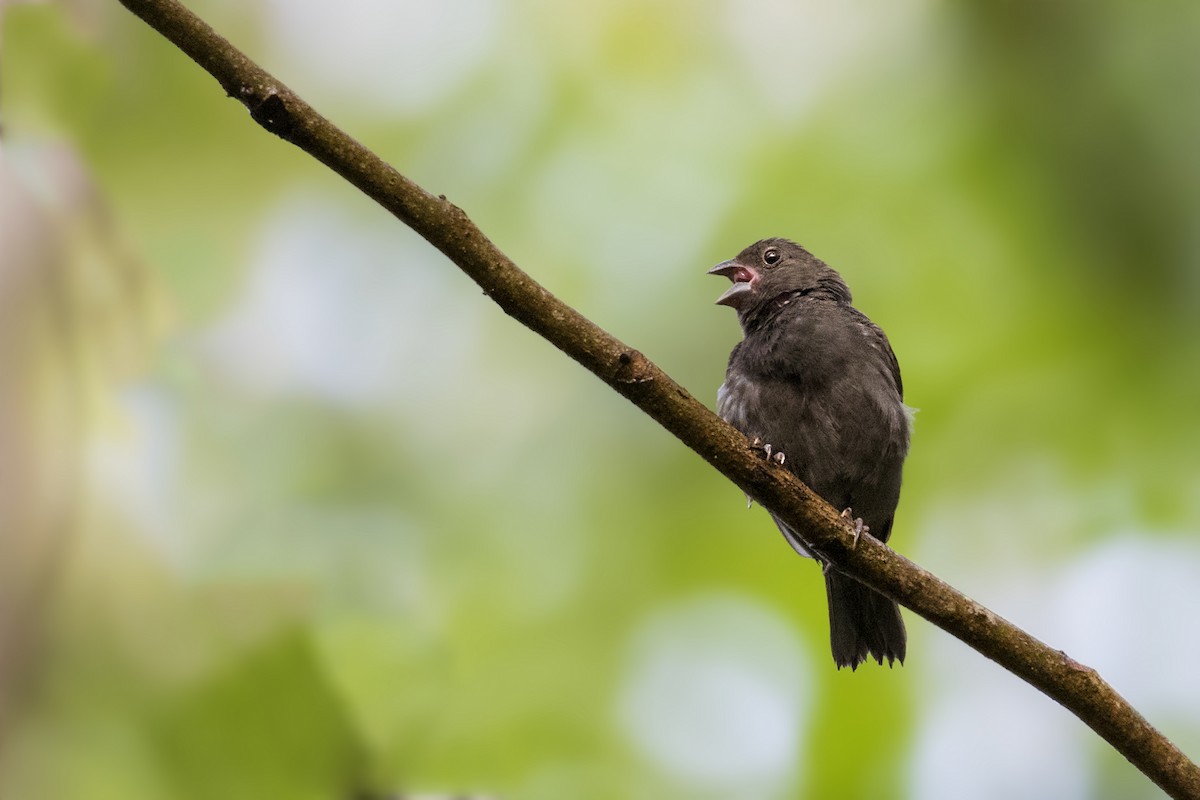 Sooty Grassquit - ML324390331