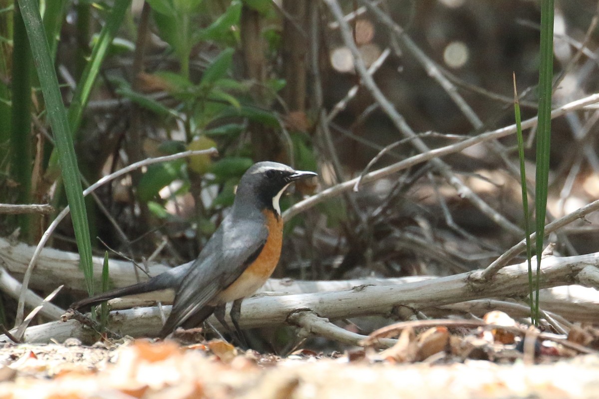 White-throated Robin - ML324391141