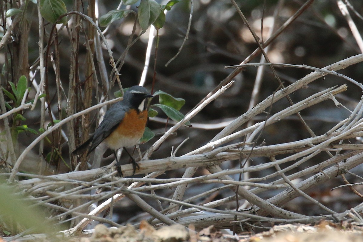 White-throated Robin - ML324391151