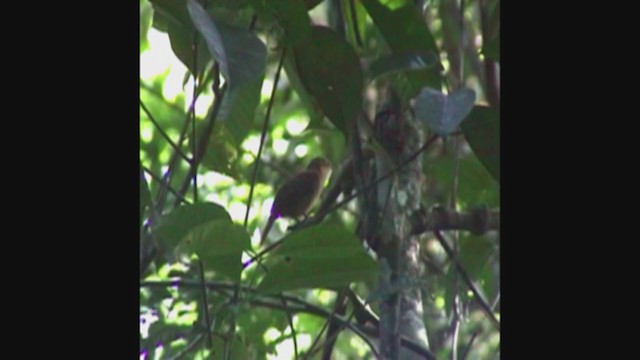 Ochre-throated Foliage-gleaner (turdinus) - ML324391221