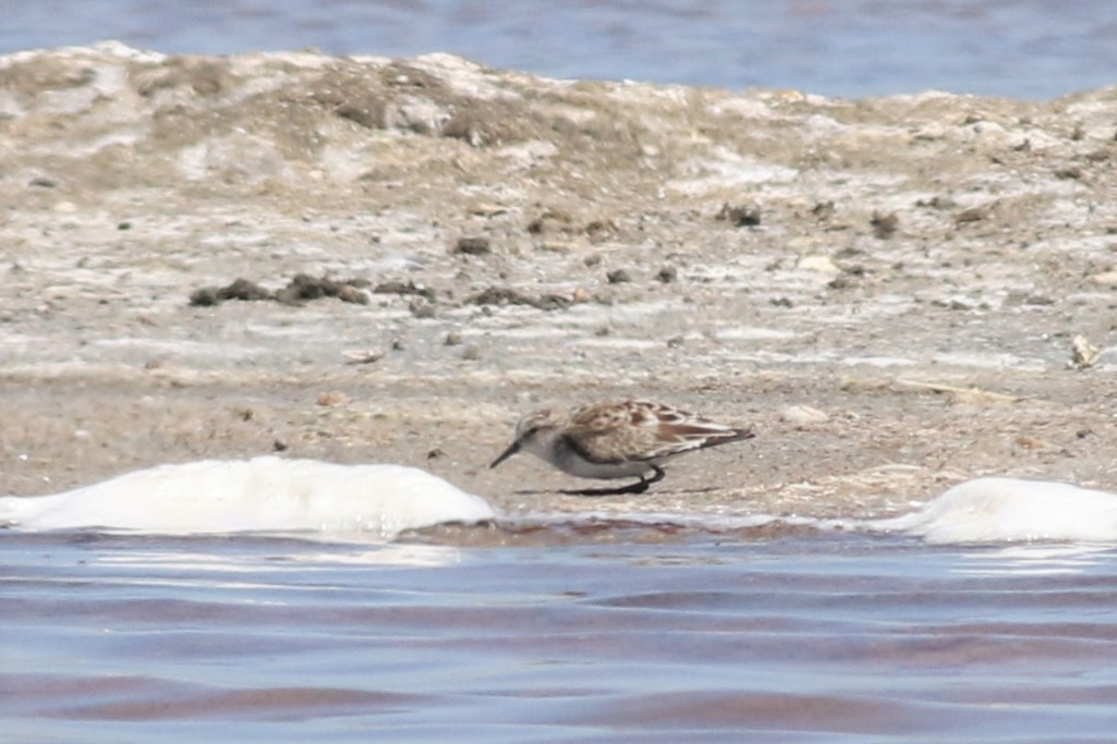 Little Stint - ML324392591