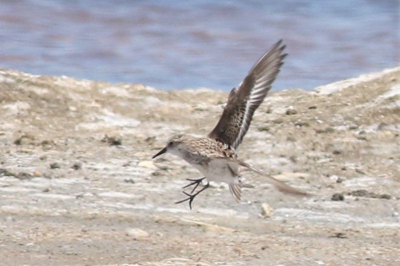 Zwergstrandläufer - ML324392651