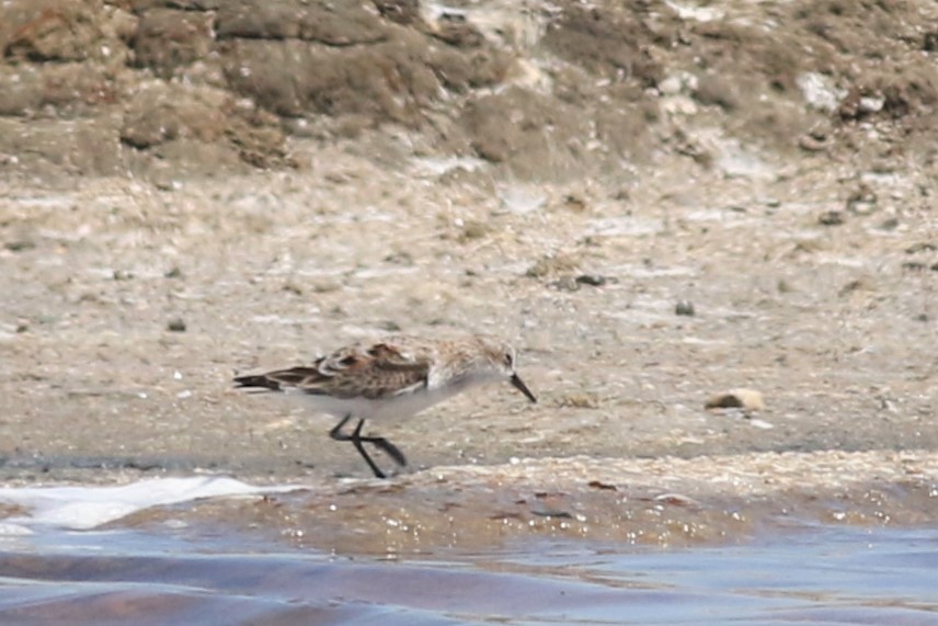 Little Stint - ML324392701