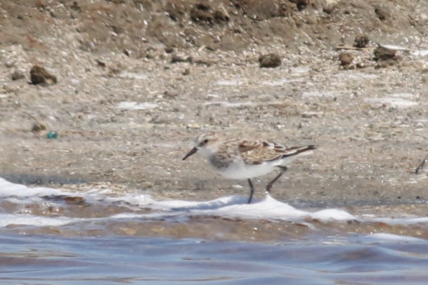 Zwergstrandläufer - ML324392721