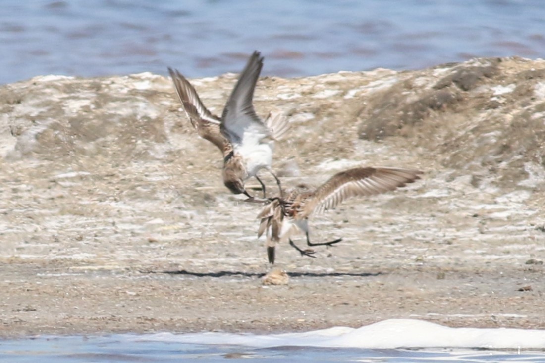 Little Stint - ML324392841