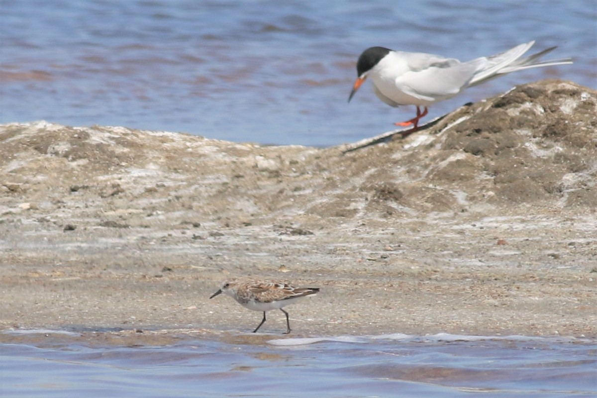 Zwergstrandläufer - ML324392901