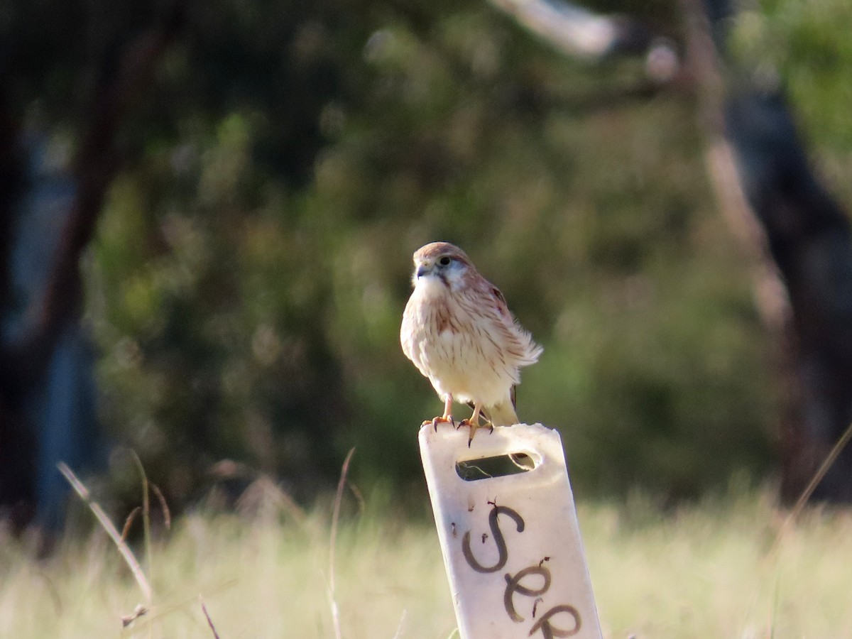 Nankeen Kestrel - Marian W