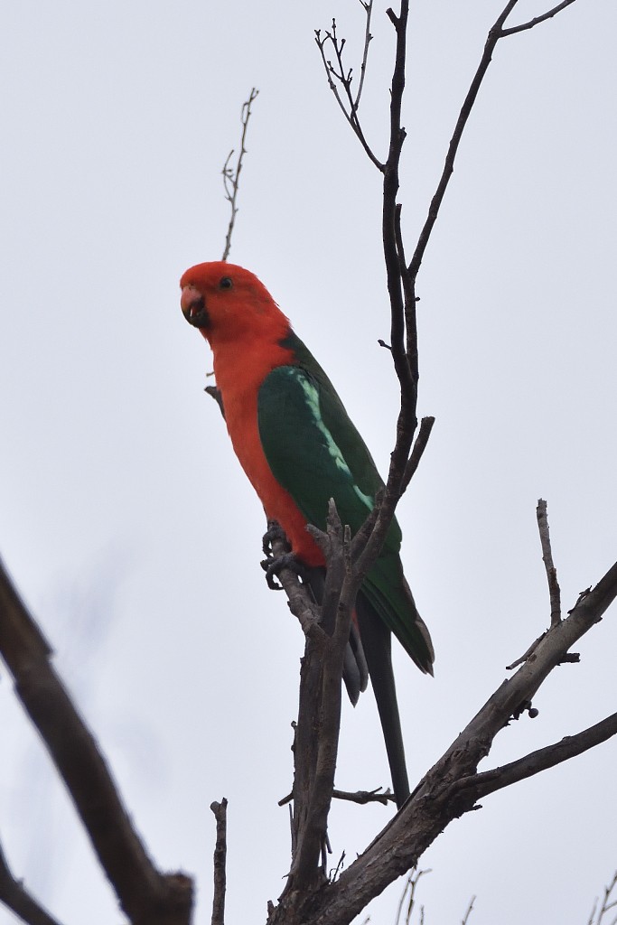 kongeparakitt - ML324394681