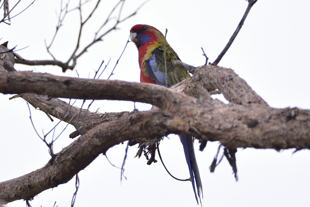 rødrosella (elegans gr.) - ML324394711