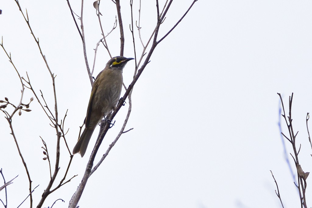 gulstripehonningeter - ML324394731