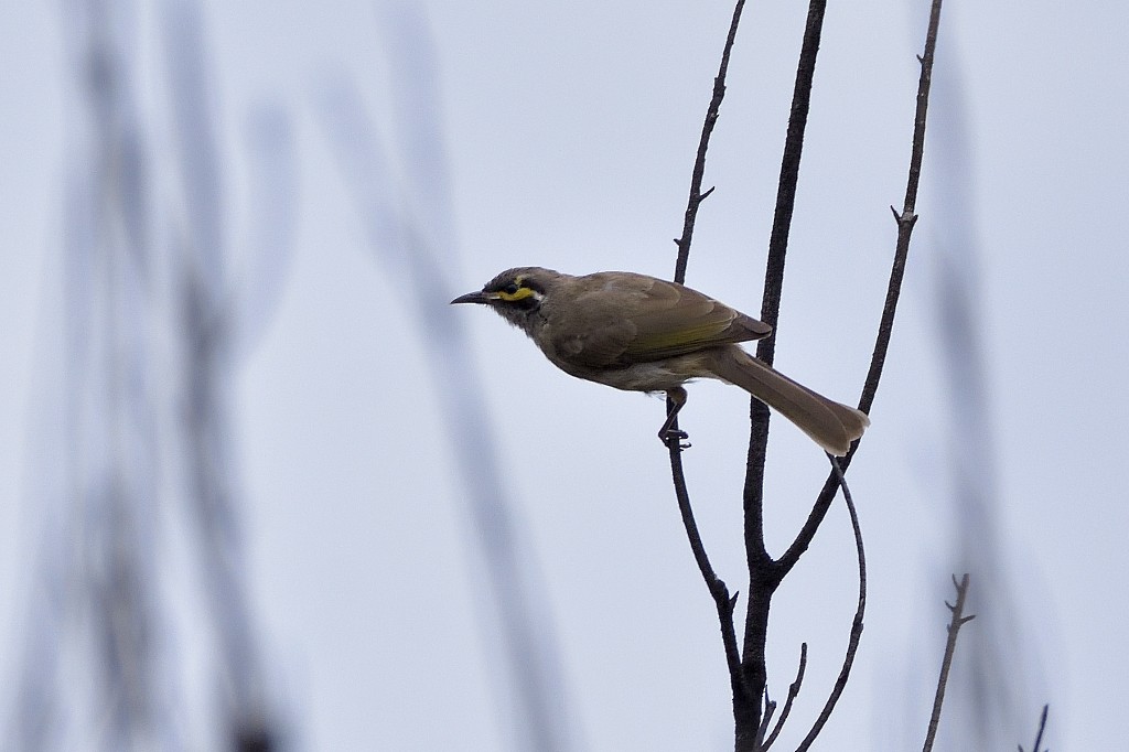 gulstripehonningeter - ML324394741