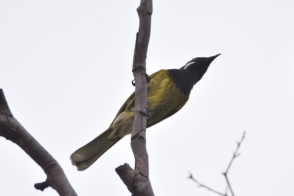 hvitørehonningeter - ML324394751