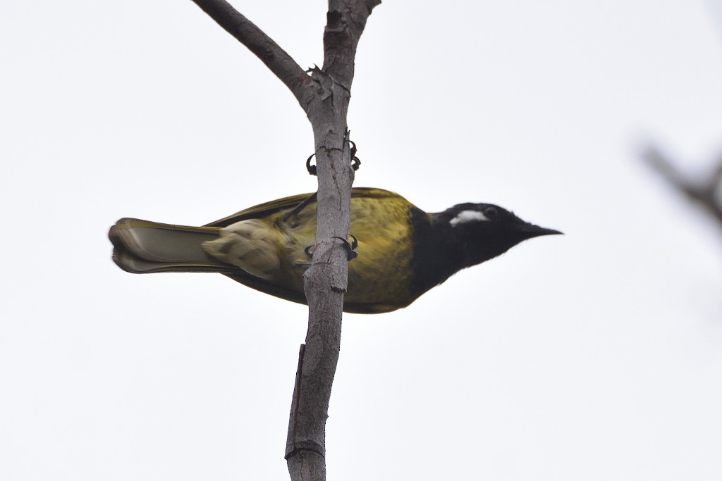 hvitørehonningeter - ML324394761