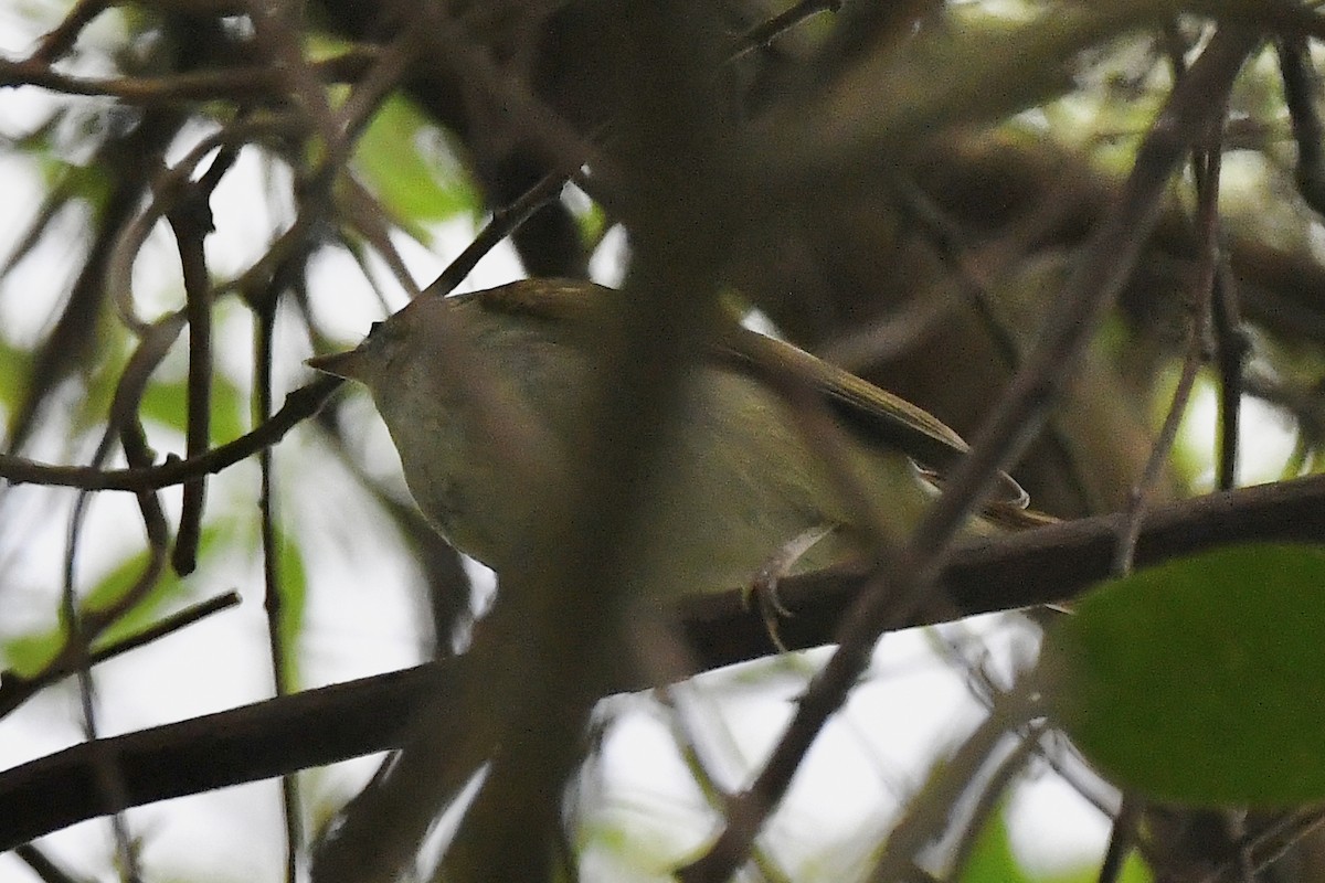 Pale-legged Leaf Warbler - ML324394771