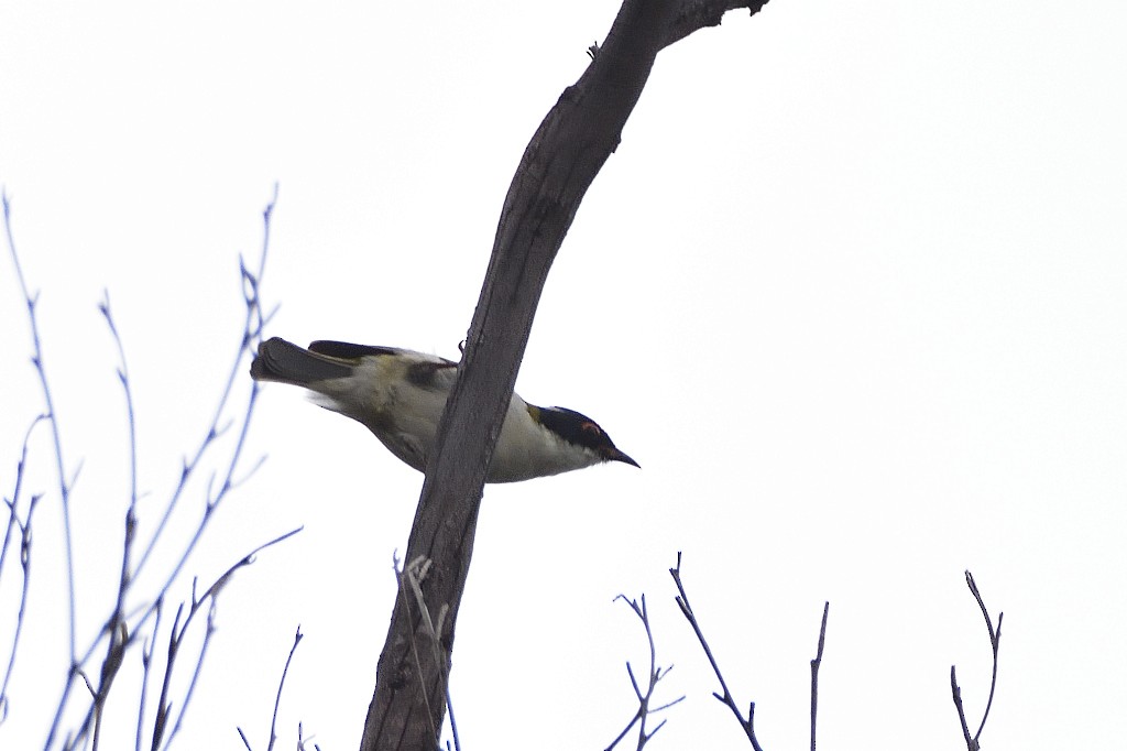 hvitnakkehonningeter - ML324394791