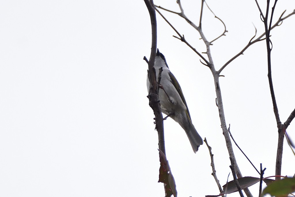 hvitnakkehonningeter - ML324394801