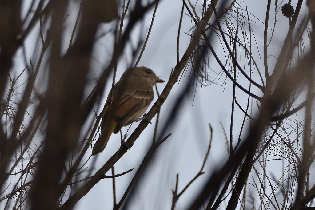gullplystrer (pectoralis gr.) - ML324394821